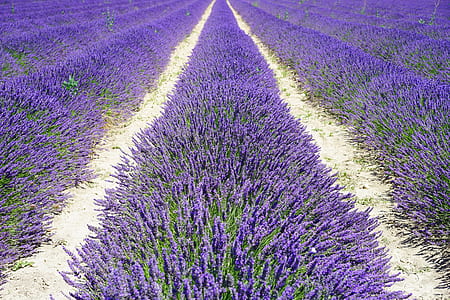Lavander field thumbnail