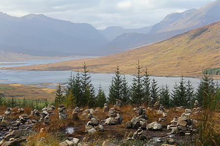 green pine trees beside the river at daytime thumbnail