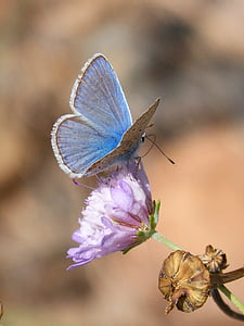 macro photo of common blue butterfly on pink flower thumbnail