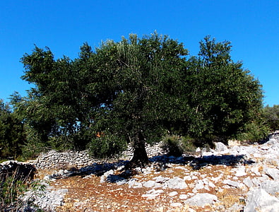 green tree thumbnail