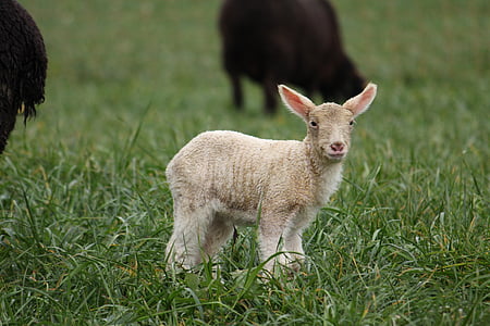 brown sheep on grass field thumbnail