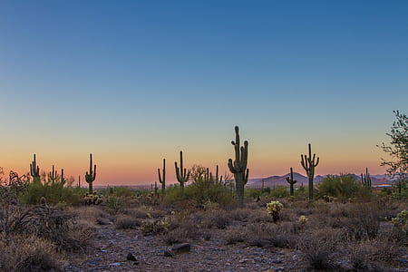 landscape photography of green cactus and brown grass feidl thumbnail