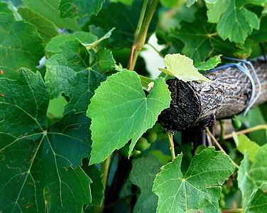 green tree thumbnail