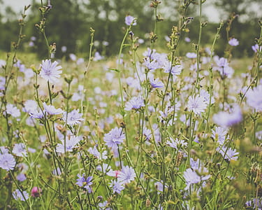 shallow focus photography of purple flowers thumbnail