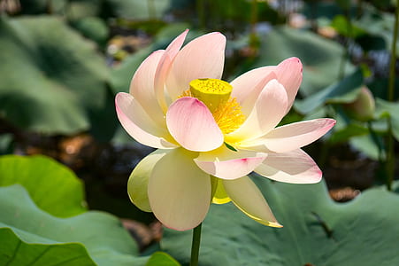 close-up photo of pink lotus flower at daytime thumbnail