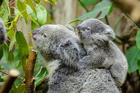 close-up photography of koala bears eating leaves during daytime thumbnail