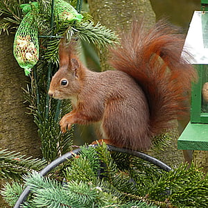 brown squirrel thumbnail