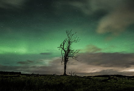 bare tree and Aurora lights background thumbnail