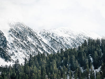 forest beside snow covered hills during day thumbnail