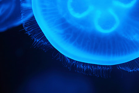 close-up photo of blue jellyfish thumbnail