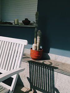 cactus on red pot thumbnail