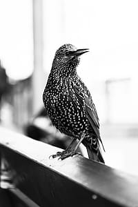 Gray Bird thumbnail