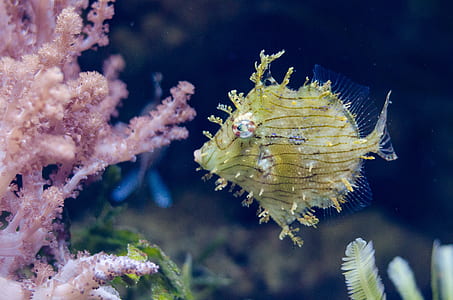 underwater photography of brown fish thumbnail