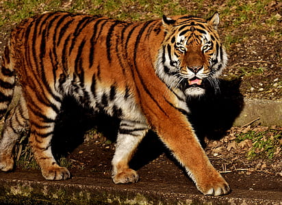 brown, black, and white tiger on ground at daytime thumbnail