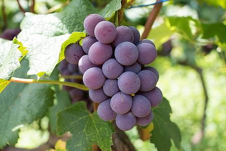purple grapes during daytime thumbnail