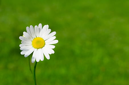 White Daisy Closeup Photography thumbnail