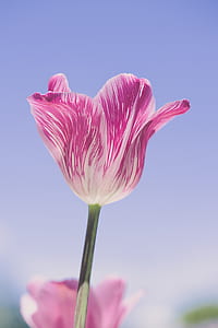 white and pink tulip flower in close-up photography thumbnail