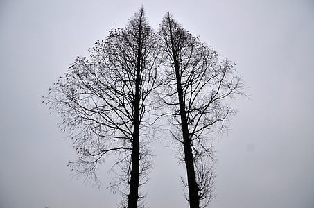 black leafless tree during daytime photo thumbnail