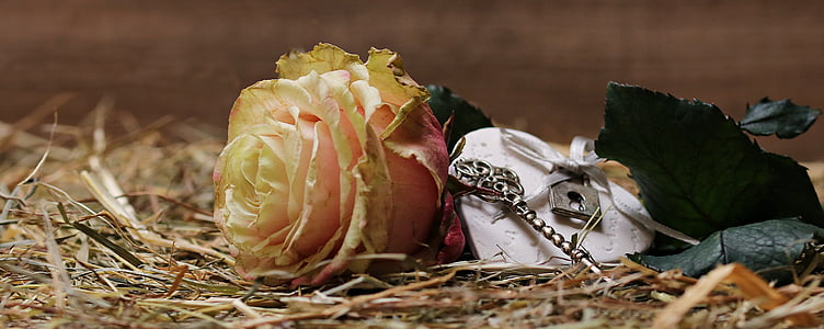 red rose on ground thumbnail