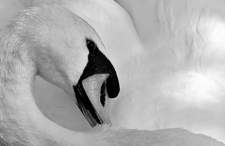 white goose thumbnail