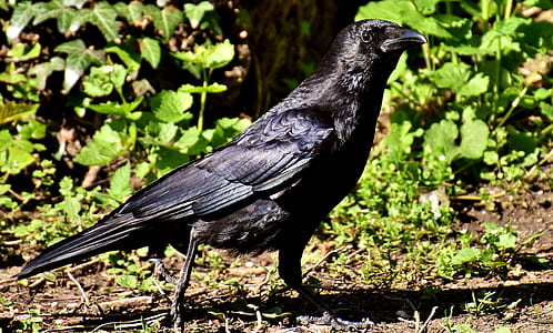 black crow on soil near plants thumbnail