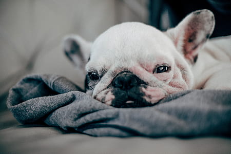 selective focus photography of dog thumbnail