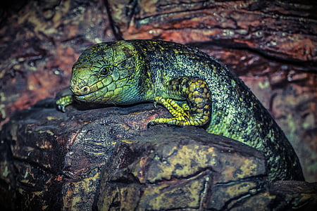 green lizard on black rock thumbnail