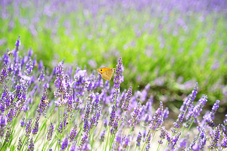 brown Skipper Butterfly perched on purple Lavender during daytime thumbnail