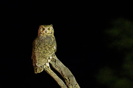brown owl at night time thumbnail