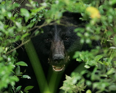 black bear behind green leaf plant thumbnail