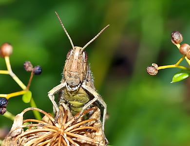 green and brown grasshopper perching on brown flower in selective-focus photography thumbnail