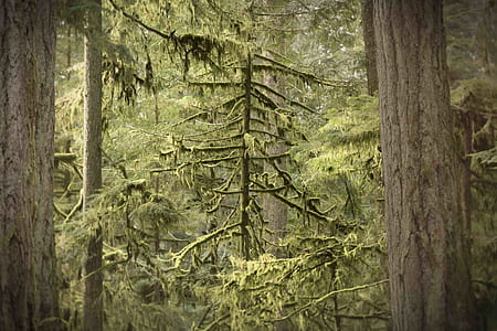 photo of pine tree thumbnail