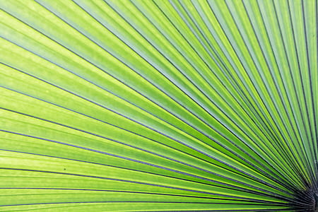 green, palm, lea, leaf thumbnail