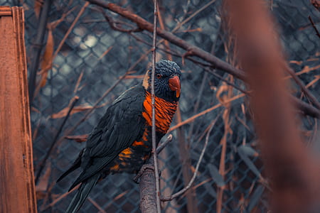 black and red bird perched on tree branch thumbnail