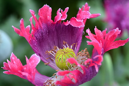 close-up photo of pink petaled flower thumbnail