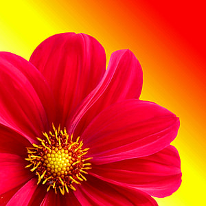 red Zinnia flower close-up photo thumbnail