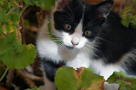 Tuxedo cat thumbnail