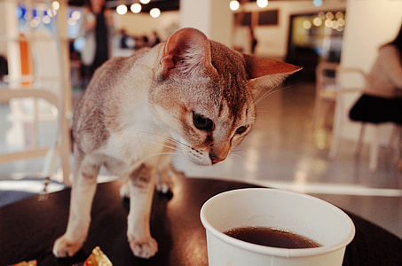 short-furred gray and brown cat near white disposable cup thumbnail