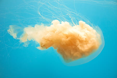 yellow Lion's Mane jellyfish thumbnail