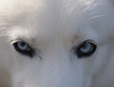 adult white Siberian husky thumbnail