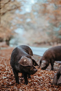 three black pigs standing on ground with dried leaves during daytime thumbnail