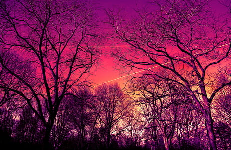 bare trees during sunset thumbnail