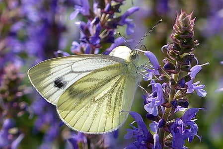 close-up photo of cabbage white butterfly on lavender flower thumbnail