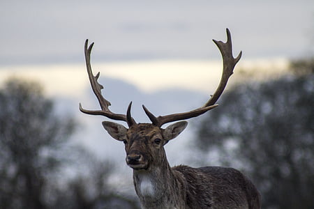 animal photograph of gray deer thumbnail
