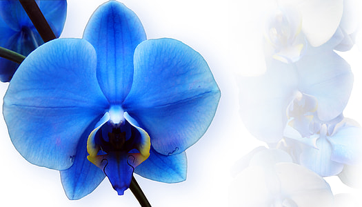 selective photography of blue moth orchid thumbnail