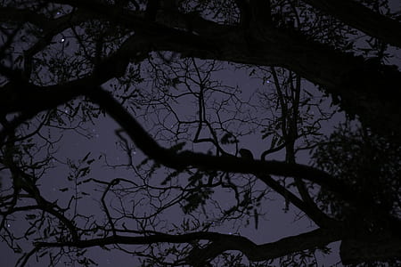 bottom view of tree thumbnail