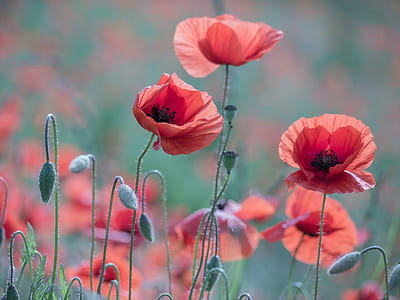 red poppy flowers thumbnail