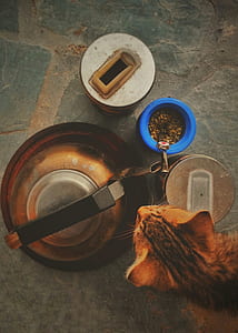 Orange Tabby Cat thumbnail