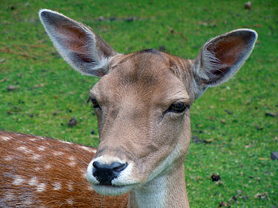 closeup photo of brown deer thumbnail