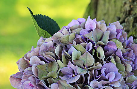 purple and grey petaled flowers thumbnail